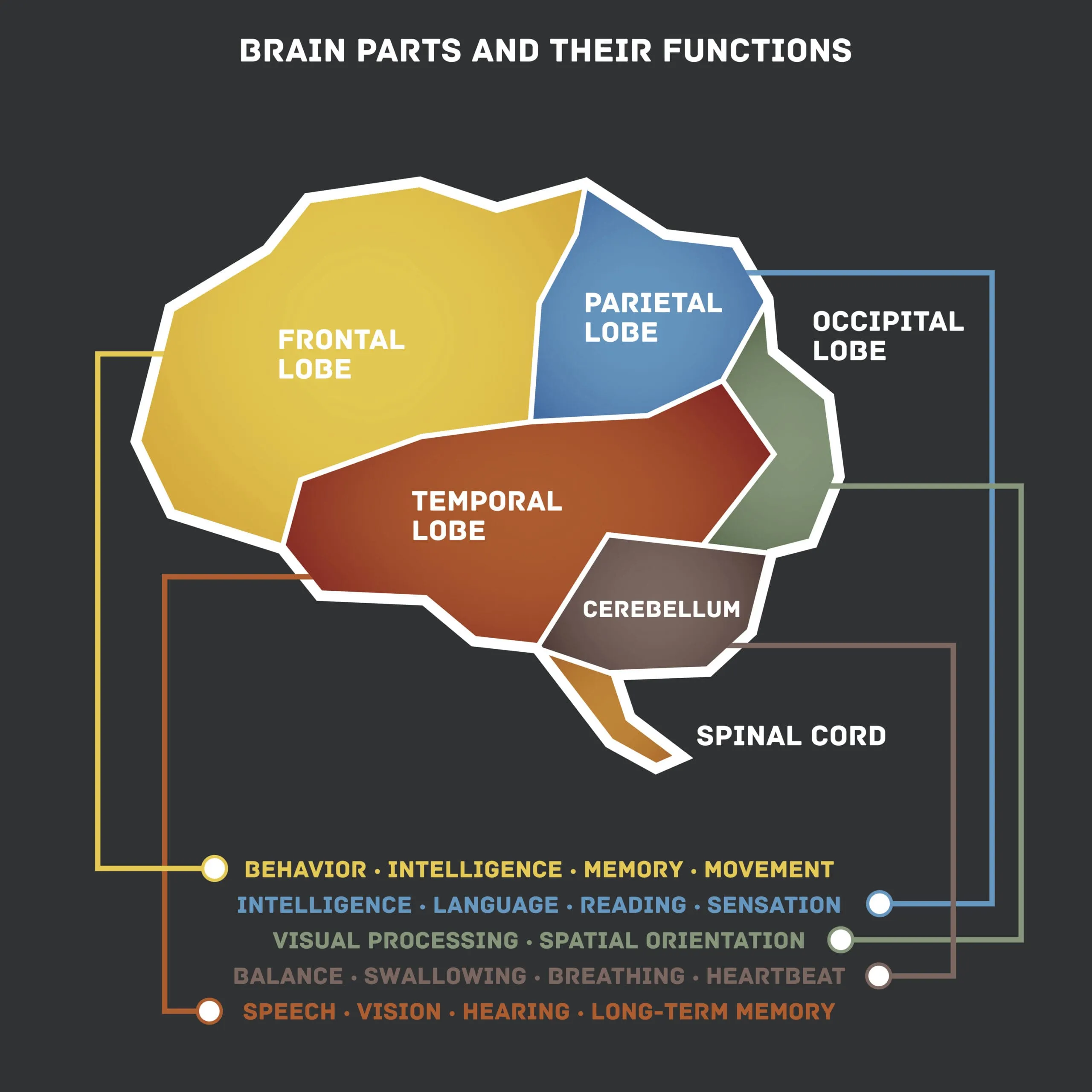 Anatomical diagram of the brain showing major regions and their functions including the frontal lobe, parietal lobe, temporal lobe, occipital lobe, cerebellum, and brain stem